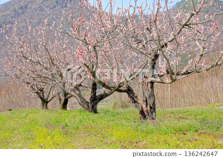 Blooming plum trees and spring in the countryside 136242647