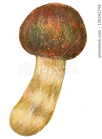 Matsutake illustration oil pastel drawing 136242748