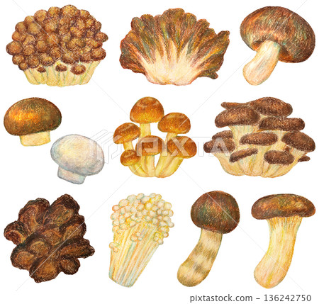 各種蘑菇插圖集,油畫棒畫 各種蘑菇插圖集,油畫棒畫 136242750