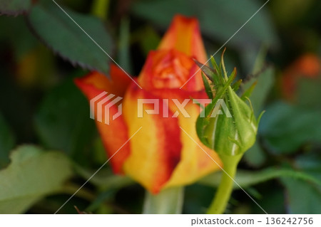 Stunning Rose Bud Beauty in Yellow and Red Petals Stunning Rose Bud Beauty in Yellow and Red Petals 136242756