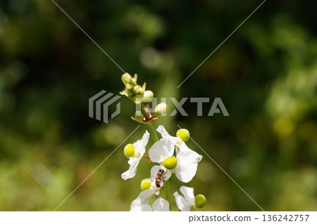 Bee on White Flowers Summer Nature Scene Outdoors 136242757
