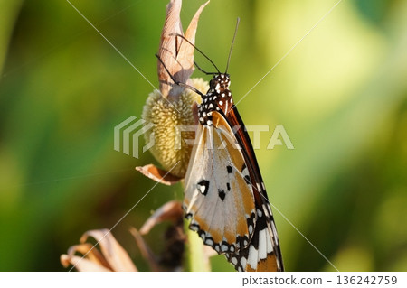 Monarch Butterfly Close Up on a Flower in the Wild Monarch Butterfly Close Up on a Flower in the Wild 136242759