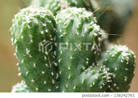 Close up of a Thimble Cactus Mammillaria Gracilis 136242761