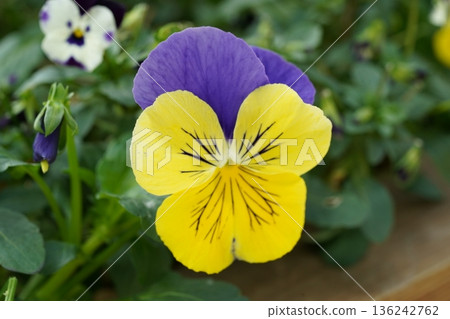 Beautiful Pansy Flower Close Up Shot in the Garden 136242762