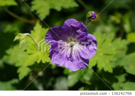Beautiful Purple Geranium Flower in Natural Sunlight Beautiful Purple Geranium Flower in Natural Sunlight 136242766