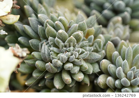 Succulent Plant Close Up Green Leaves Macro Photography 136242769