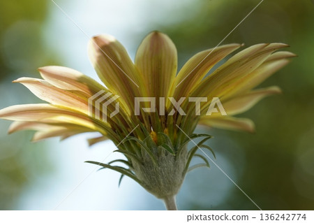 Close Up of a Yellow Treasure Flower Gazania Rigens Close Up of a Yellow Treasure Flower Gazania Rigens 136242774