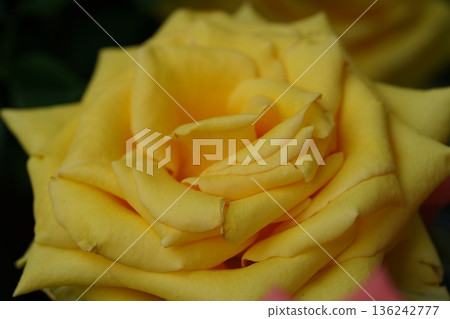 Beautiful Yellow Rose Close Up Flower Photography 136242777