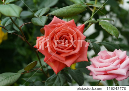 Beautiful Rose Flower Blooming in Garden Natural Beauty Beautiful Rose Flower Blooming in Garden Natural Beauty 136242778