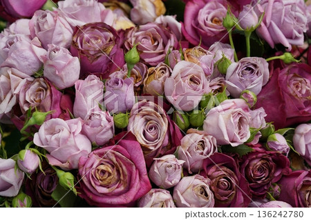 Purple Roses Bouquet Floral Arrangement Purple Roses Bouquet Floral Arrangement 136242780