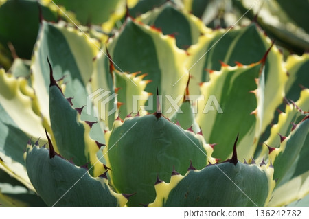 Green and Yellow Agave Plant Close Up View 136242782