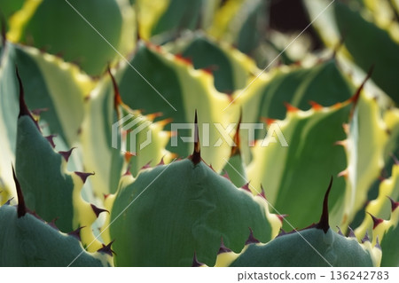 Agave Plant with Spiky Green and Yellow Leaves 136242783