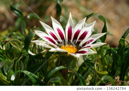 Gazania Flower Close Up Botanical Beauty in Nature 136242784