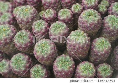 Beautiful Close Up of Euphorbia Caput Medusae Plant Beautiful Close Up of Euphorbia Caput Medusae Plant 136242793