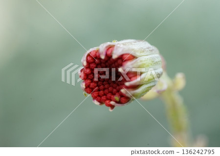 Unopened Red Flower Bud Close Up Macro Shot 136242795