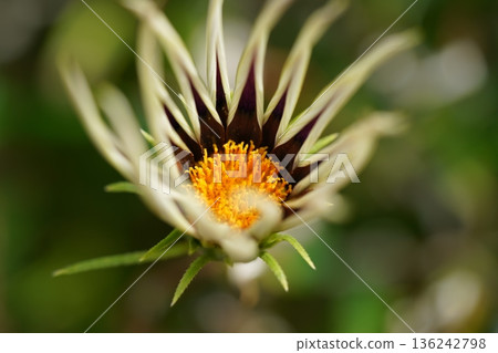 Gazania Flower Close Up with Striking Petals and Colors 136242798