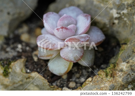 Beautiful Pink Succulent Plant Close Up Photography 136242799