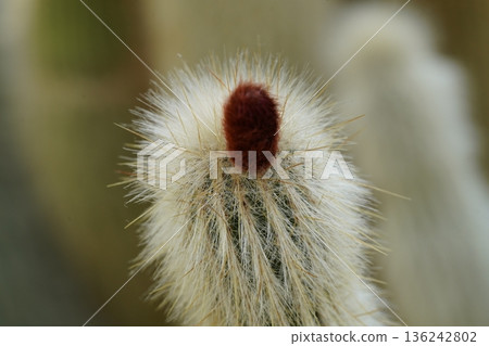 Close Up of a Mammillaria Cactus Plant 136242802