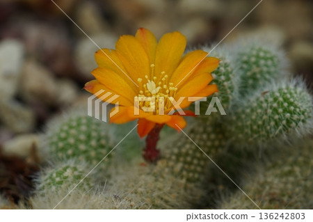 Beautiful Cactus Flower with Fuzzy Green Background 136242803
