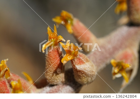 Close Up Of An Unknown Plant Species Blooming 136242804