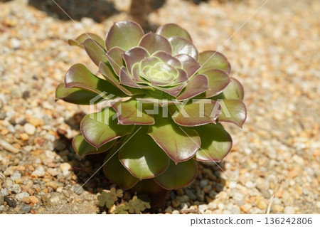 Aeonium succulent plant in natural outdoor setting Aeonium succulent plant in natural outdoor setting 136242806
