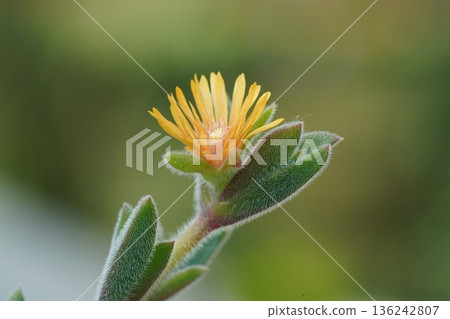 Close Up of a Beautiful Yellow Aptenia Cordifolia Flower Close Up of a Beautiful Yellow Aptenia Cordifolia Flower 136242807