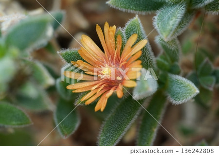 Beautiful Delosperma flowering Succulent close up shot Beautiful Delosperma flowering Succulent close up shot 136242808