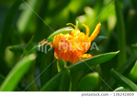 Beautiful Orange Flower in Bloom with Green Foliage Beautiful Orange Flower in Bloom with Green Foliage 136242809