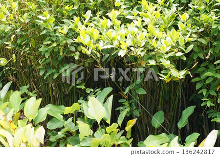 Lush Greenery with Bird in Tropical Setting 136242817