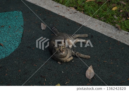 Cute Tabby Cat Lounging Outdoors on a Playground Surface 136242820