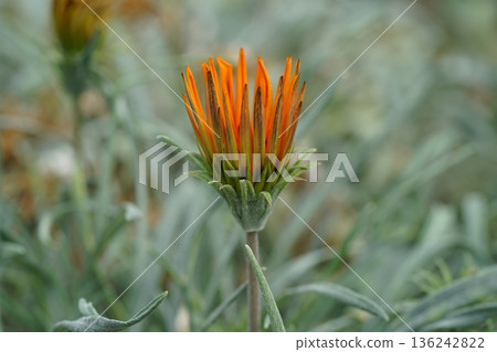 Gazania Flower with Vibrant Orange Petals Close Up View Gazania Flower with Vibrant Orange Petals Close Up View 136242822