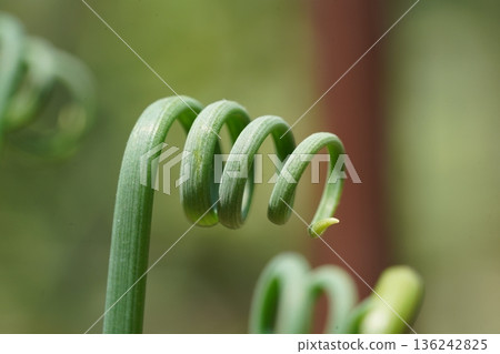 Delicate green sprout with intricate curled spiral shape Delicate green sprout with intricate curled spiral shape 136242825