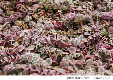 Crassula Capitella Campfire Succulent Ground Cover Crassula Capitella Campfire Succulent Ground Cover 136242826