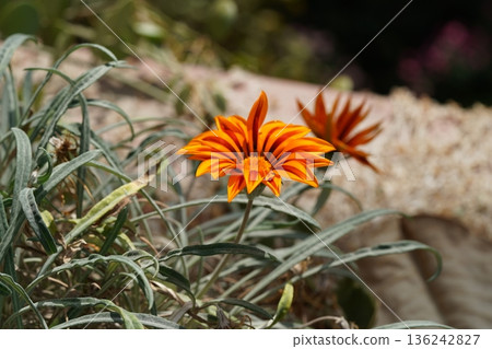 Gazania Rigens Orange Flower Close Up Spring Blossom 136242827
