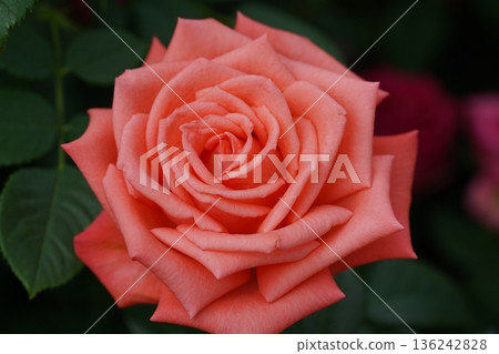 Beautiful Peach Rose Close Up Romantic Flower Bloom 136242828