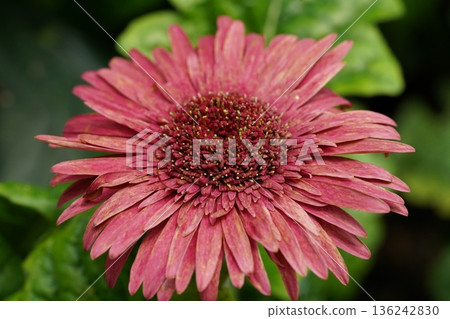 Close Up of a Pink Gerbera Daisy Flower Blossom 136242830