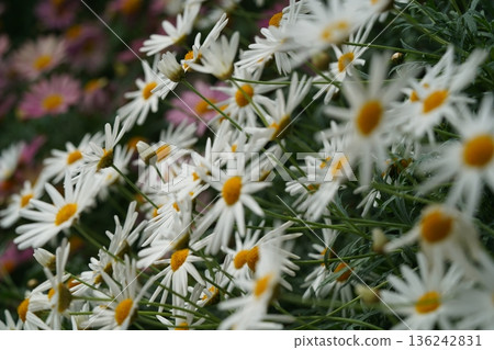 Beautiful Daisies in Bloom Floral White and Yellow 136242831