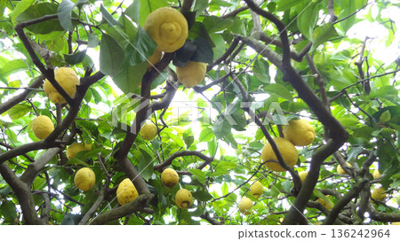Lemons from Capri, Italy Lemons from Capri, Italy 136242964