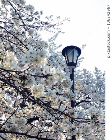Cherry blossoms and retro street lights at Omiya Park 136242967