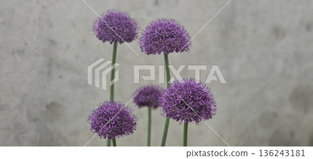 A bunch of purple flowers are standing in a pot 136243181