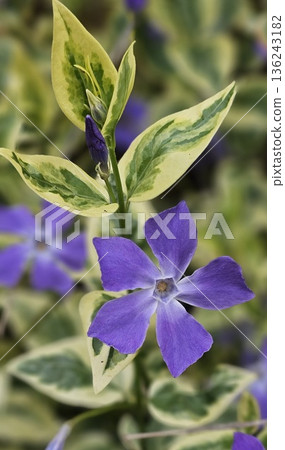 A purple flower with a white center surrounded by green leaves A purple flower with a white center surrounded by green leaves 136243182