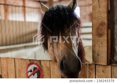 Close-up portrait of a horse with a dark mane standing in a wooden stable, farm animal photography. Horse with long black mane standing in wooden stall, farm animal close-up. Close-up portrait of a horse with a dark mane standing in a wooden stable, farm animal photography. Horse with long black mane standing in wooden stall, farm animal close-up. 136243379