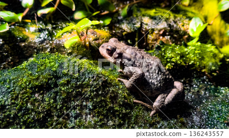 Close up of toad on vibrant moss in natural habitat with sunlight Close up of toad on vibrant moss in natural habitat with sunlight 136243557