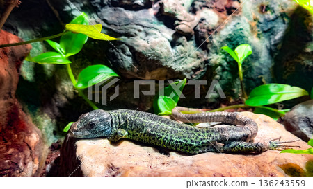Green lizard resting on rock in tropical habitat with lush foliage Green lizard resting on rock in tropical habitat with lush foliage 136243559