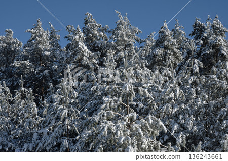 A dense evergreen forest stands covered in thick white snow under a vibrant blue winter sky on a sunny cold day A dense evergreen forest stands covered in thick white snow under a vibrant blue winter sky on a sunny cold day 136243661