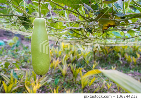 cucumbers and tomatoes in the garden 136244212