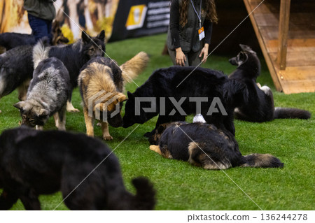 Dogs interacting and socializing at indoor pet event 136244278