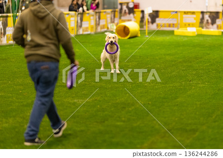 Golden retriever dog holding ring in agility training area 136244286