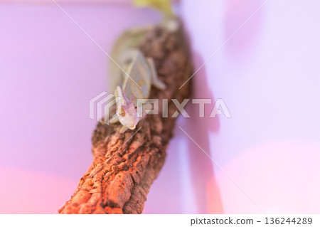 Chameleon observing viewer from textured wood branch 136244289