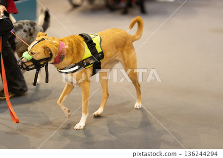 Dog in muzzle and vest walking indoors Dog in muzzle and vest walking indoors 136244294